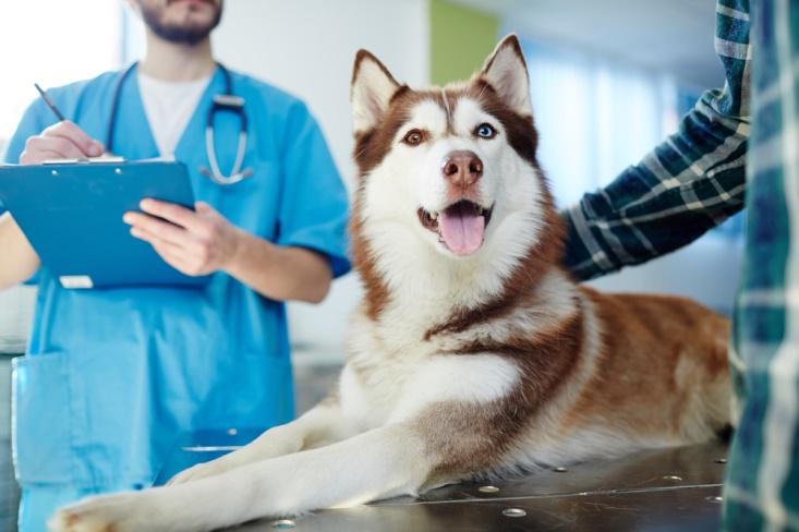 Dog vet in Port Charlotte, FL